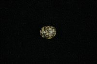 藏品(小石蜑螺)的圖片